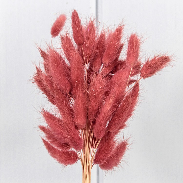 420062/9 Сухоцветы "Лагурус" 60см (55±5 шт.) Тёмно-пудровый 1/250