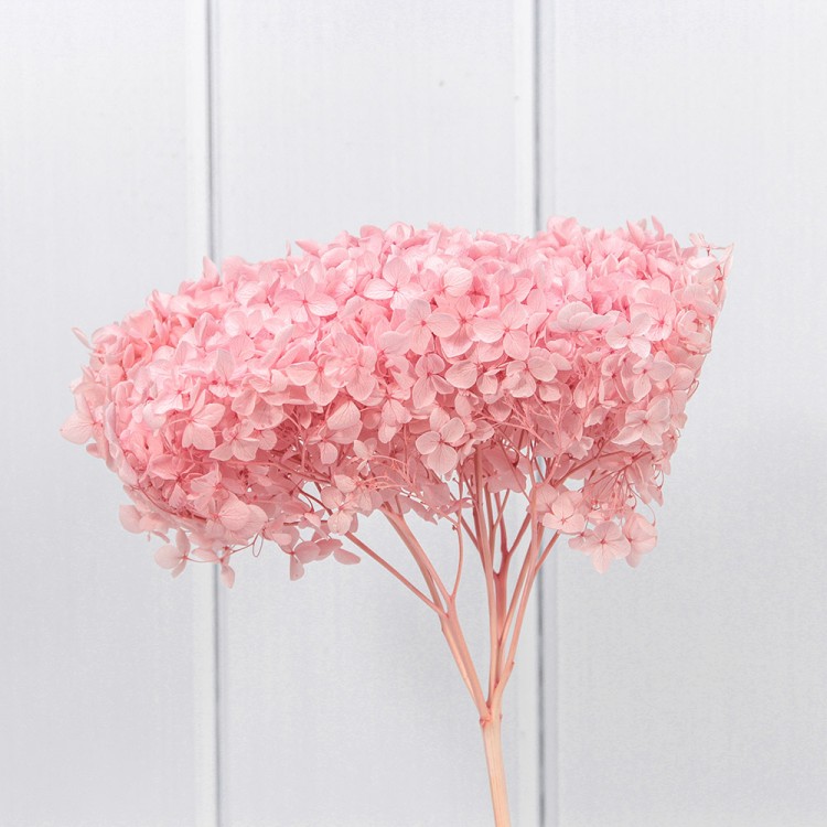 420063/2 Сухоцвет "Гортензия" 55см Розовый 1/1 1/100