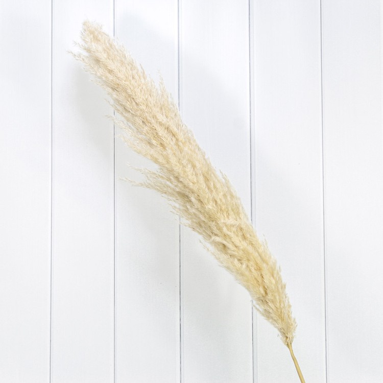 420065/2 Сухоцвет "Кортадерия" 1,5м Бежевый 1/1 1/300