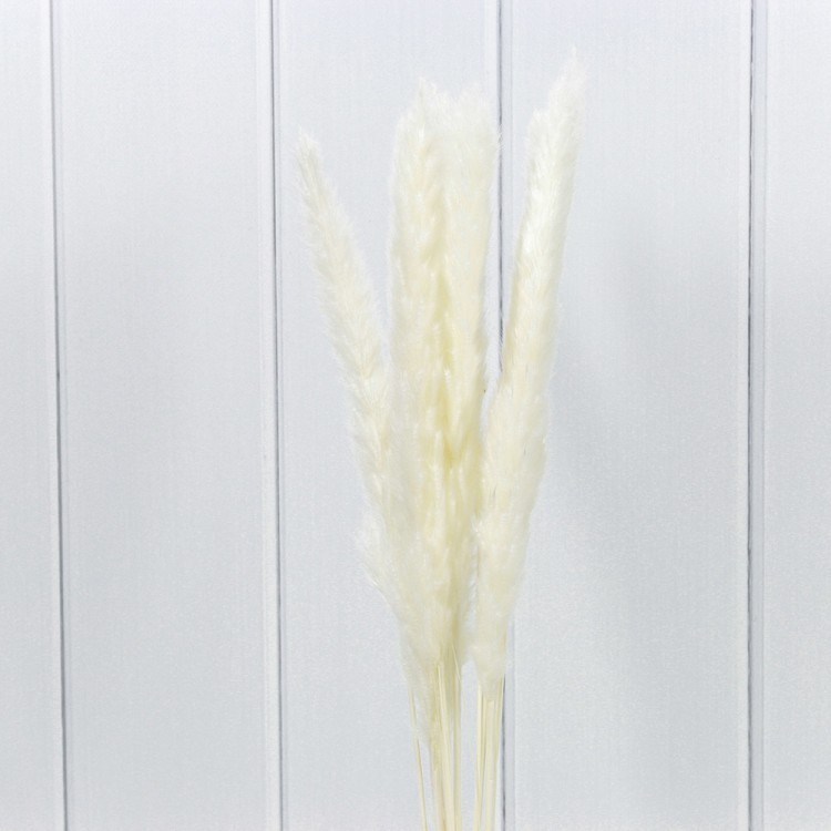 420061/1 Сухоцветы "Тростник" (10 шт.) Белый 1/250