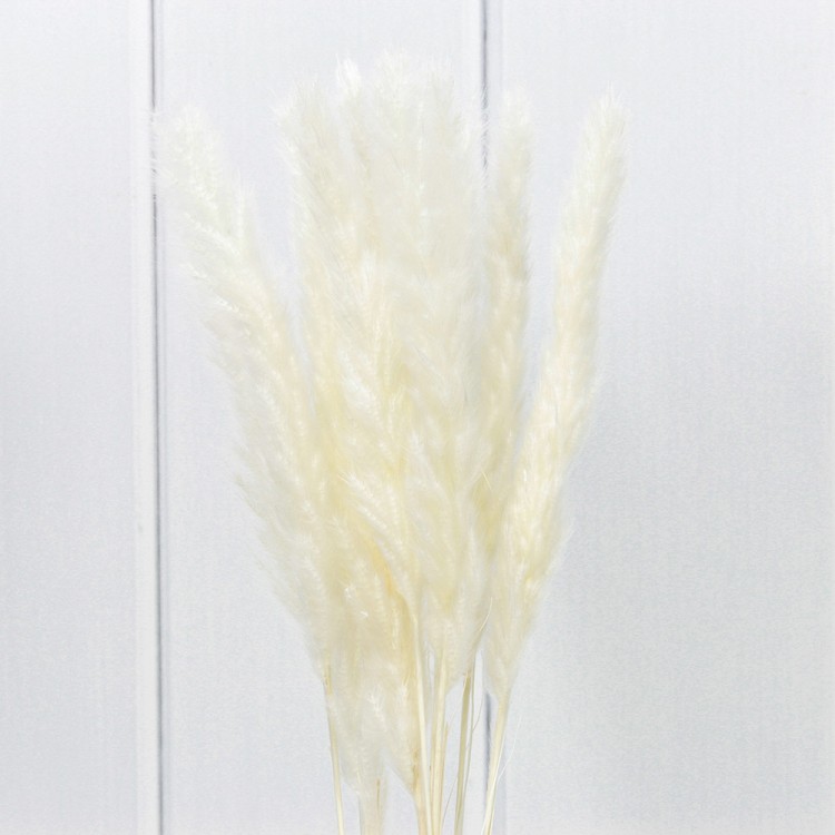 420061/2 Сухоцветы "Тростник" (10 шт.) Бежевый 1/250